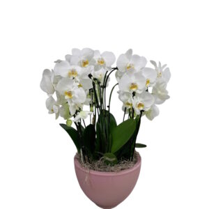 PHALENOPSIS CASCADA